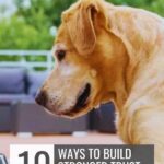 A golden dog, one of the high endurance dog breeds, looks at a person’s hand outdoors. Text reads: “10 Ways to Build Stronger Trust With Your Dog.” Website header says “whatcanmydogeat.com”.