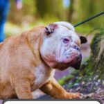A bulldog on a leash sits abruptly during a walk in a forested area, while a blurred person stands nearby—unlike some high endurance dog breeds that rarely lose momentum. Text reads: “12 Reasons Dogs Suddenly Stop Mid-Walk.”.