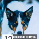 A black, brown, and white dog stands on snow, looking forward. Text overlay reads: &ldquo;13 changes in behavior that may mean your dog is in pain&rdquo; and &ldquo;whatcanmydogeat.com&rdquo; at the top. Some pups&mdash;like those from the 11 dog breeds famous for their great escape skills&mdash;may be especially clever at hiding discomfort.