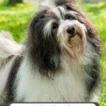 A Havanese dog sits in the grass below the text “10 Dogs That Suit Introverts.”