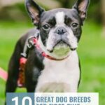 A Boston Terrier standing in a grassy area, representative of dogs that suit introverts, with &ldquo;10 great dog breeds for first-time owners to consider&rdquo; at the bottom and &ldquo;whatcanmydogeat.com&rdquo; at the top.