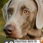 A gray dog with light eyes looks to the side. Text reads: “10 practical ways to help your dog cope with separation anxiety” and “whatcanmydogeat.com” at the top. Discover helpful tips inspired by 11 dog breeds famous for their great escape skills.