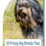 A long-haired dog, one of many dogs that suit introverts, stands in grass below the text “10 Pricey Dog Breeds That Can Cost You More Than Expected” and the website URL whatcanmydogeat.com.