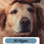 A person gently pets a relaxed golden dog on the head. The image text reads &ldquo;10 Signs Your Dog Trusts You Completely&rdquo; at the bottom, highlighting just one of the 9 ways your dog shows you&rsquo;re their favorite person.