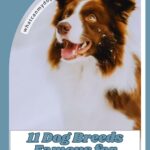 A brown and white dog with alert ears looks up excitedly. Text reads, “11 dog breeds famous for their great escape skills.” Discover more at whatcanmydogeat.com.