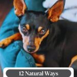 A small black and brown dog with large ears rests on a teal dog bed. Text reads, “12 Natural Ways to Ease Your Dog’s Anxiety Without Medication,” highlighting how recognizing the 9 ways your dog shows you’re their favorite person can help strengthen your bond and ease stress naturally.