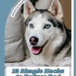 A Siberian Husky with blue eyes sits indoors. Text overlay reads: “12 Simple Hacks to Reduce Dog Hair in Your Home” and “whatcanmydogeat.com” on a banner above. Discover the 9 ways your dog shows you’re their favorite person while learning tips to keep your home fur-free.