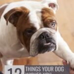 A bulldog looking at the camera, perfect for those seeking dogs that suit introverts, with text overlay: “12 Things Your Dog Wishes You Understood.”