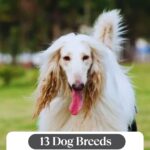 A long-haired white dog with tan ears stands outdoors. Text on the image reads, “13 Dog Breeds That Can Be Surprisingly Hard to Train.” Among these are 11 dog breeds famous for their great escape skills, making training them even more challenging.