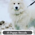 A fluffy white dog on a leash stands outdoors in snow, with text above and below promoting a list of 15 adorable puppy breeds—including 11 dog breeds famous for their great escape skills.