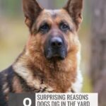 A German Shepherd, one of the many dogs that suit introverts, looking at the camera next to text reading: 8 Surprising Reasons Dogs Dig in the Yard and How You Can Stop It.