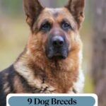 A German Shepherd, a breed that suits introverts, shown with the text “WHATCANMYDOGEAT.COM” at the top and “9 Dog Breeds Known for Their Loyalty” at the bottom.