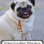 A pug wearing a collar sits on a gray surface. The image includes the text: &ldquo;9 Dog Feeding Mistakes That Could Be Hurting Your Pet&rsquo;s Health.&rdquo; While this adorable pug looks content, don&rsquo;t forget that even clever pups&mdash;like those among the 11 dog breeds famous for their great escape skills&mdash;need proper nutrition to stay safe and healthy.