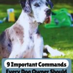 A large black and white dog sits on grass outdoors. Text reads: “9 Important Commands Every Dog Owner Should Teach” and “whatcanmydogeat.com” at the top, highlighting both essential training tips and 9 ways your dog shows you’re their favorite person.