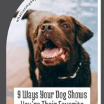 A happy brown dog with its mouth open stands near water, radiating pure joy. Text reads: “9 Ways Your Dog Shows You’re Their Favorite Person,” highlighting the special bond you share with your furry companion, and a website link is displayed at the top.