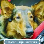 A dog looks out from a vehicle, with the text “11 Road Trip Essentials You Should Never Forget When Bringing Your Dog” overlaid, helpful for pet parents who worry about separation anxiety.