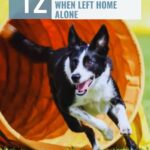 A black and white dog runs out of an agility tunnel, next to text identifying dog breeds that struggle most when left home alone.