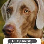 A close-up of a Weimaraner with the text &ldquo;12 Dog Breeds With Eyes So Striking They Barely Look Real&rdquo; overlaying the image, serving as a reminder of 9 everyday habits that could be stressing your dog out.
