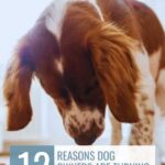 A brown and white spaniel looks down at the floor, surrounded by 9 everyday habits that could be stressing your dog out, with the text “12 reasons dog owners are turning to raw feeding” and “WHATCANMYDOGEAT.COM” overlaid at the top.