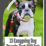 A Boston Terrier stands in grass above the text “13 Easygoing Dog Breeds That Will Not Complicate Your Life” and the website whatcanmydogeat.com, where you can also find 9 everyday habits that could be stressing your dog out.