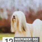 A long-haired dog with its face obscured by its coat, featured in an article about 9 everyday habits that could be stressing your dog out, with text reading “13 independent dog breeds that like their space.”