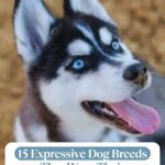 A black and white husky puppy with bright blue eyes, with the text “WHATCANMYDOGEAT.COM” at the top and “15 Expressive Dog Breeds That Wear Their Emotions on Their Faces” at the bottom, highlighting habits that could be stressing your dog out.