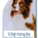 A brown and white dog looks upward near text about 15 high-energy dog breeds that need plenty of space to thrive, a common consideration for owners concerned about separation anxiety.