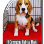 A beagle sits in a wire dog crate on a red mat, accompanied by the text “whatcanmydogeat.com” and “9 Everyday Habits That Could Be Stressing Your Dog Out.”