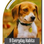 A beagle wearing a green collar, overlaid with the text &ldquo;9 Everyday Habits That Secretly Annoy Your Dog&rdquo; and the URL &ldquo;whatcanmydogeat.com,&rdquo; which explores common challenges like separation anxiety in dogs.