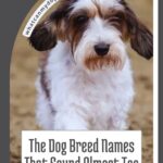 A scruffy brown and white dog stands on a dirt path next to the text “whatcanmydogeat.com” and the title “The Dog Breed Names That Sound Almost Too Weird to Be Real,” an article that also addresses how to help home alone dogs with separation anxiety.