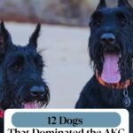 Two black Scottish Terriers with tongues out sit side by side, wearing collars. Text above and below them discusses 12 dogs dominating the AKC Best in Show stage, with helpful tips on how to read dog food labels for your champion pup.