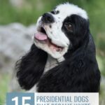 A black and white dog with long ears sits outdoors. Text reads: &ldquo;15 Presidential Dogs That Became White House Icons&rdquo; and &ldquo;whatcanmydogeat.com&rdquo; at the top, inviting readers to discover more about these famous pets&mdash;and even learn tips like how to read dog food labels to keep your own pup healthy.