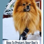A fluffy brown dog wearing black paw protectors stands in the snowy outdoors. Text reads: &ldquo;How To Protect Your Dog&rsquo;s Paws From Snow, Salt and Ice.&rdquo; The website whatcanmydogeat.com is visible, offering helpful tips such as how to read dog food labels to keep your furry friend healthy all winter long.