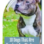 A brown and white dog with short fur stands on grass. Text reads: “10 Dogs That Are Hardest For Shelters to Place—even though many would make wonderful low energy dogs for seniors.”.