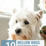 A fluffy white dog with pointy ears sits indoors. Text reads: “10 mellow, low energy dogs for seniors—perfect for senior living.” The top banner displays “whatcanmydogeat.com.”.