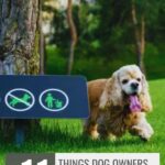 A cocker spaniel, one of the ideal low energy dogs for seniors, stands near a park sign indicating dogs must be leashed and waste picked up. Text reads: &ldquo;11 Things Dog Owners Do in Public That Frustrate Everyone.&rdquo;.