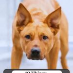 A brown dog with pointy ears looks anxious, standing indoors. Text above reads “10 Things That Backfire with a Scared Dog.” The website “whatcanmydogeat.com” appears at the top, offering helpful advice on topics like low energy dogs for seniors.
