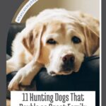 A yellow Labrador Retriever lies on a dark bed, looking relaxed. Text below reads, &ldquo;11 Hunting Dogs That Double as Great Family Companions,&rdquo; highlighting breeds that are also ideal low energy dogs for seniors. A website address appears at the top.