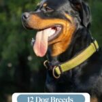 A Rottweiler wearing a green collar sits outdoors with its mouth open and tongue out. Text above reads, “12 Dog Breeds That Split the Room—including surprising low energy dogs for seniors.”.