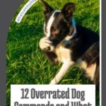 A black and white dog sits on grass with one paw raised to its mouth. Text reads, “12 Overrated Dog Commands and What to Teach Instead.” Discover which skills are especially helpful for low energy dogs for seniors.